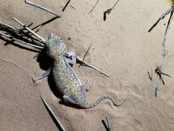 Stenodactylus petrii  photographed by בעז שחם 