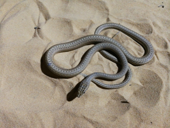 Psammophis schokari  photographed by בעז שחם 