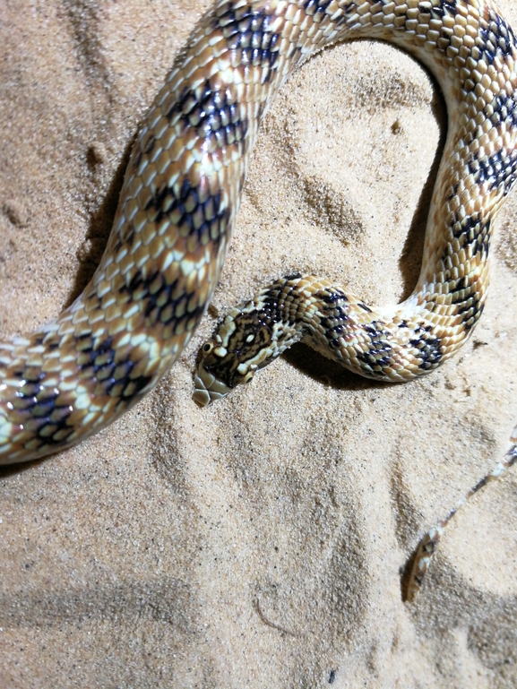 Lytorhynchus diadema  photographed by בעז שחם 