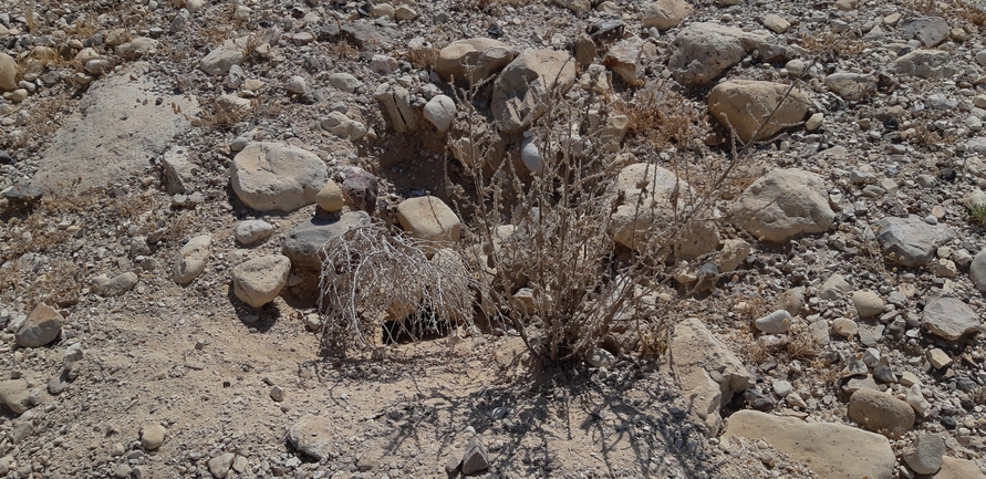 Uromastyx aegyptia  צולם על ידי אברהם לינקולן 