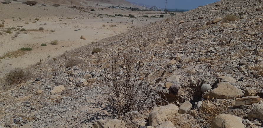 Dabb Lizard  photographed by אברהם לינקולן 