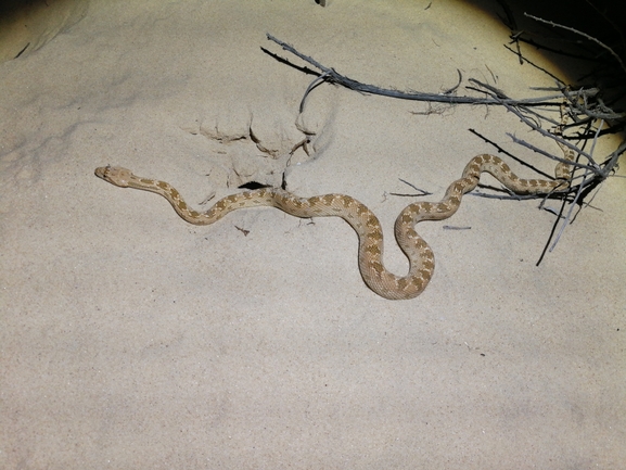 Spalerosophis diadema cliffordi  photographed by בעז שחם 