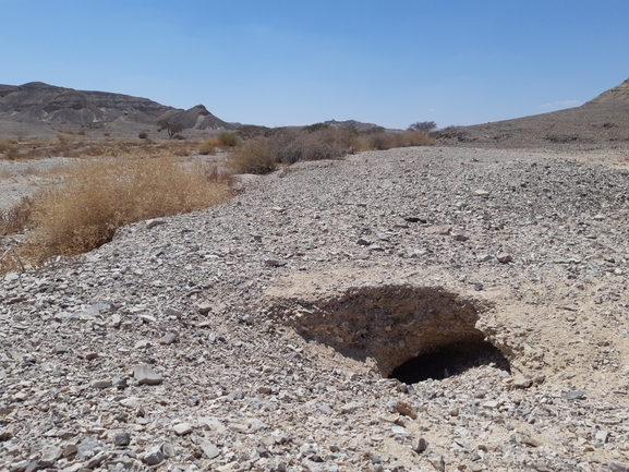 Dabb Lizard  photographed by ג'ורג'י נורקין 