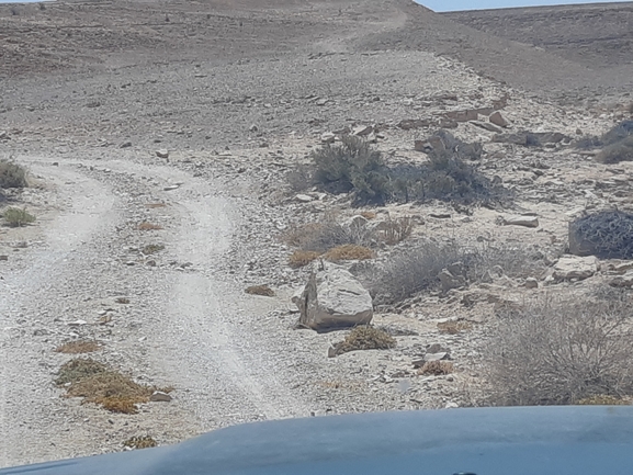 חרדון סיני  צולם על ידי גיל עברון 