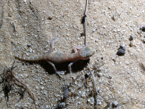 Stenodactylus sthenodactylus sthenodactylus  photographed by בעז שחם 