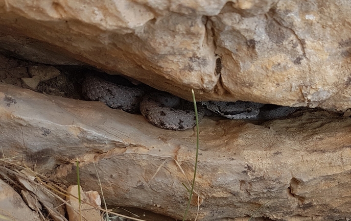 Vipera bornmuelleri  photographed by טליה אורון 