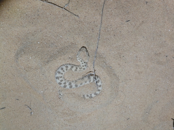 Cerastes vipera  photographed by בעז שחם 