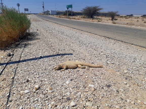 Uromastyx aegyptia  צולם על ידי דורון ניסים 