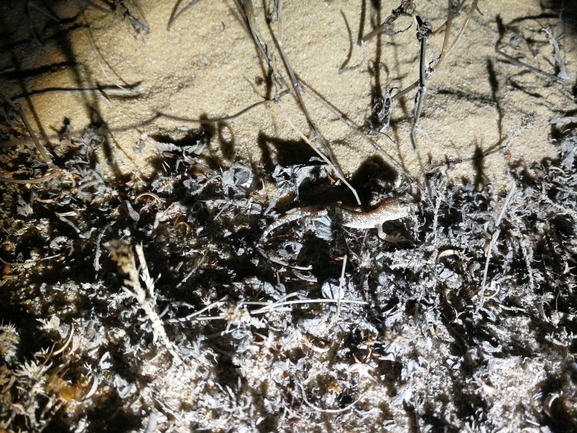 Stenodactylus sthenodactylus sthenodactylus  photographed by בעז שחם 