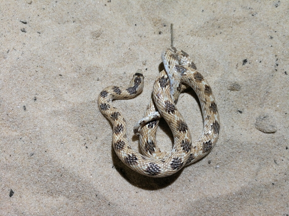 Lytorhynchus diadema  photographed by בעז שחם 