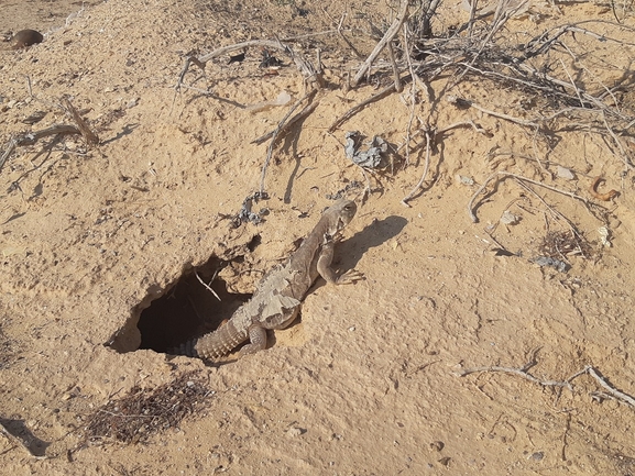 Dabb Lizard  photographed by דורון ניסים 