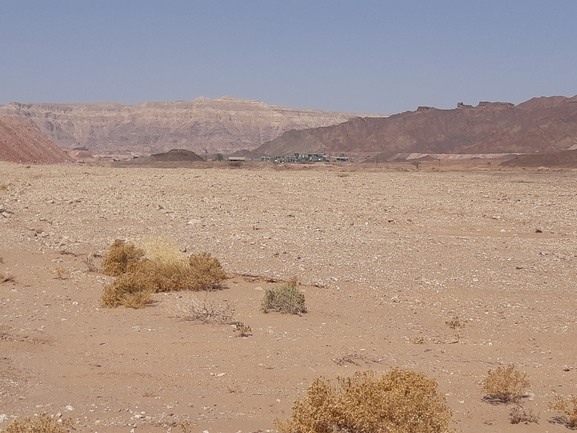 Dabb Lizard  photographed by יובל שגיא 