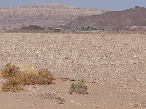 Dabb Lizard  photographed by יובל שגיא 