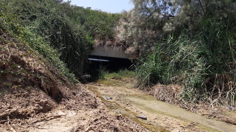 צפרדע נחלים  צולם על ידי צליל לבין 