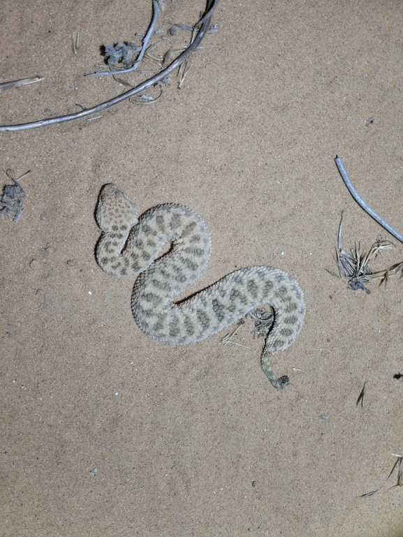 Cerastes vipera  photographed by בעז שחם 