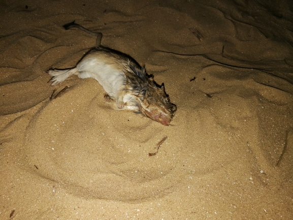 Vipera palaestinae  photographed by בעז שחם 