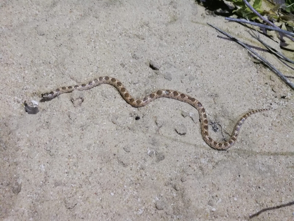 Lytorhynchus diadema  photographed by סיון מרדוק 