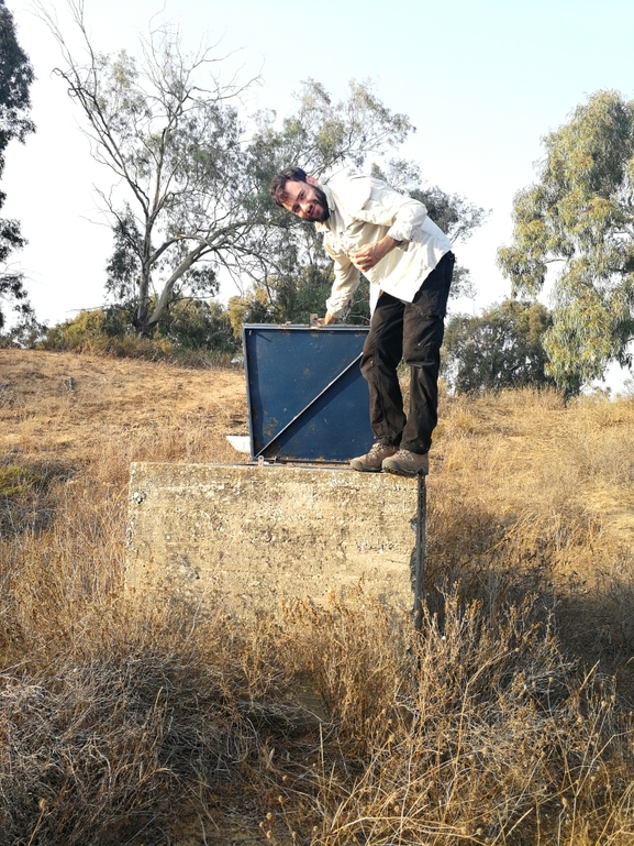 שממית בתים  צולם על ידי בעז שחם 