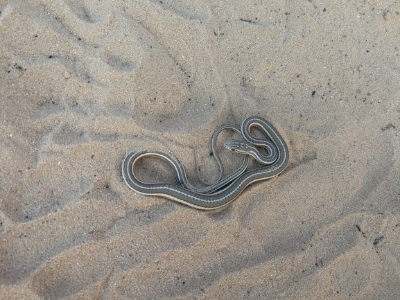 Psammophis schokari  photographed by בעז שחם 