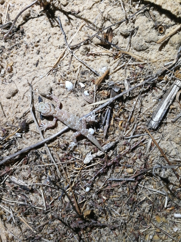 Stenodactylus sthenodactylus sthenodactylus  photographed by בעז שחם 