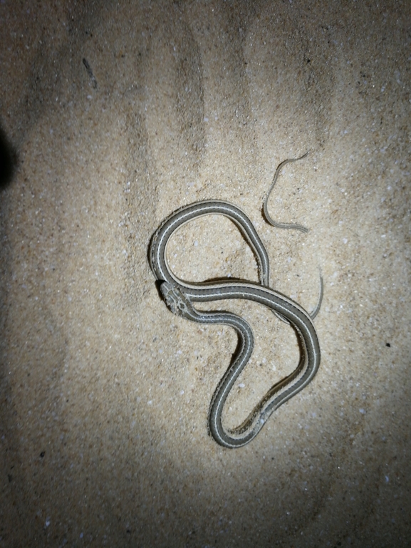 Psammophis schokari  photographed by בעז שחם 