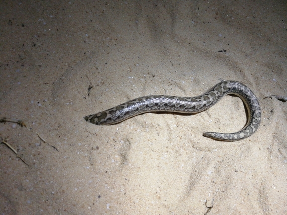 Eryx jaculus  photographed by בעז שחם 