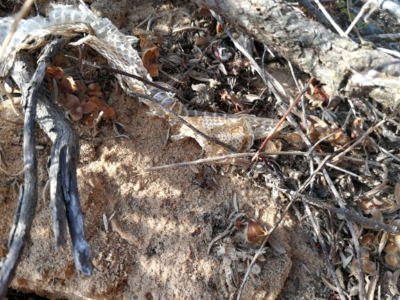 Vipera palaestinae  photographed by בעז שחם 