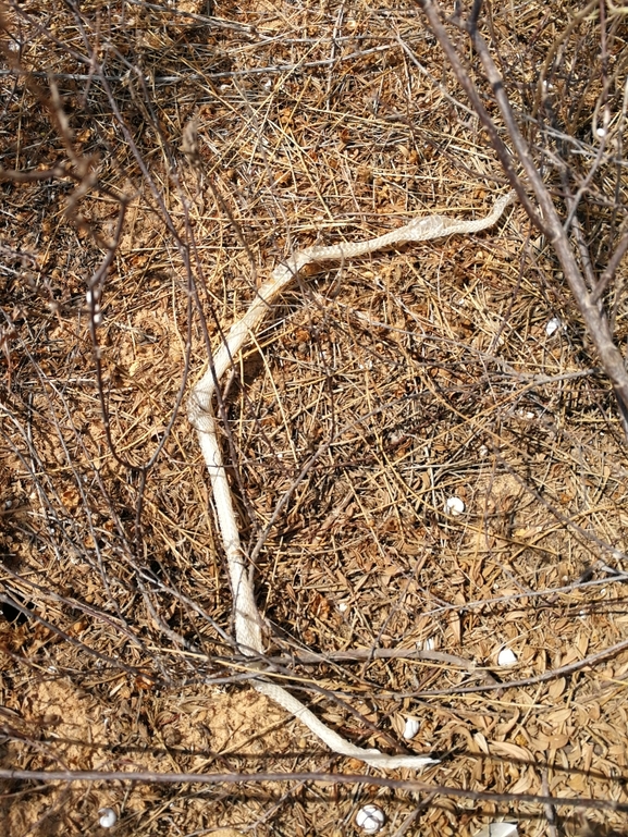 Psammophis schokari  photographed by בעז שחם 