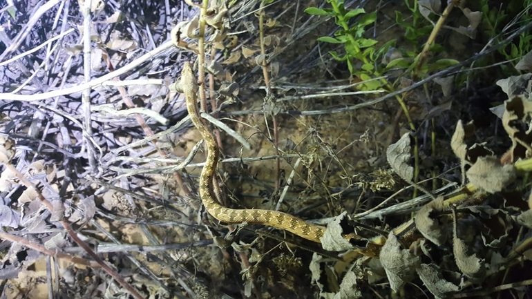 Spalerosophis diadema cliffordi  photographed by סיון מרדוק 