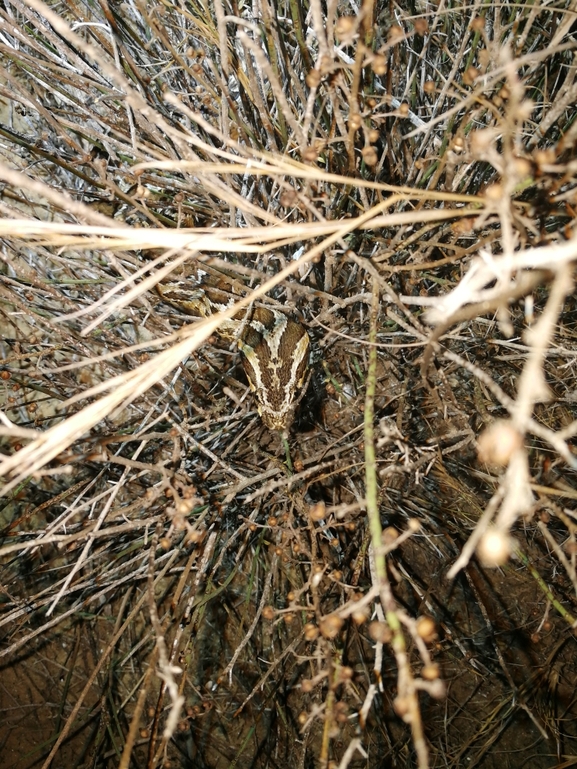 Vipera palaestinae  photographed by בעז שחם 