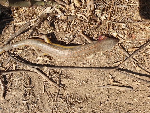 Eumeces schneideri  photographed by ציון סומך 