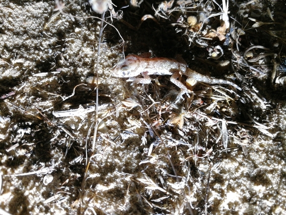 Stenodactylus sthenodactylus sthenodactylus  photographed by בעז שחם 