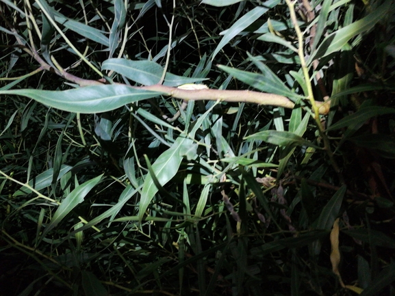 Telescopus fallax syriacus  photographed by בעז שחם 