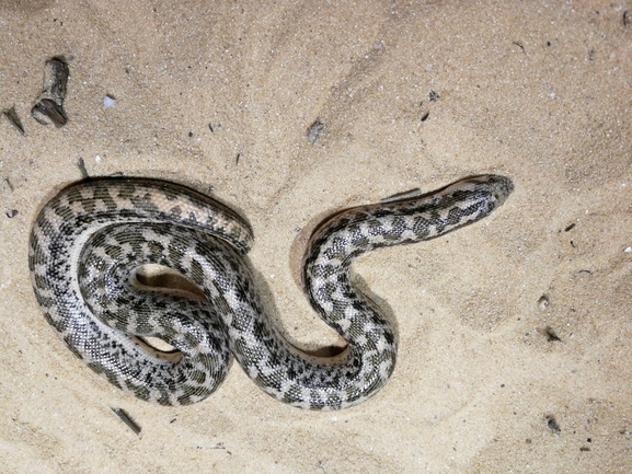 Eryx jaculus  photographed by בעז שחם 