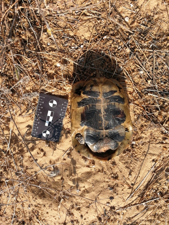 Testudo graeca  photographed by בעז שחם 