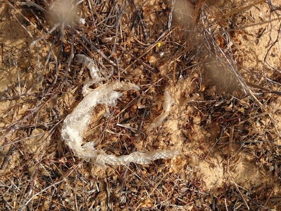 Dolichophis jugularis  photographed by בעז שחם 