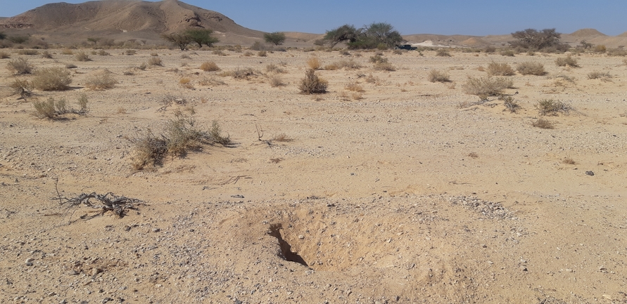 Dabb Lizard  photographed by אברהם לינקולן 