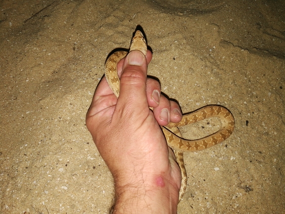 Spalerosophis diadema cliffordi  photographed by בעז שחם 