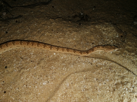 Spalerosophis diadema cliffordi  photographed by בעז שחם 