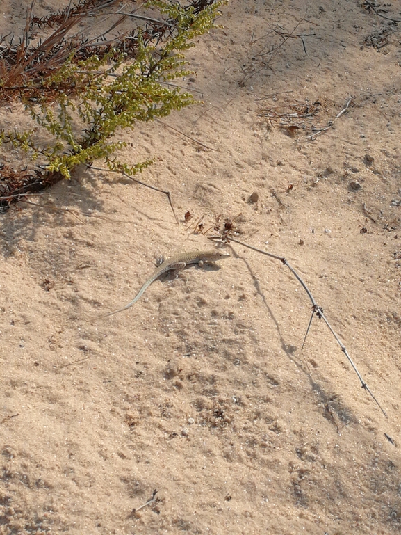 Acanthodactylus scutellatus  photographed by בעז שחם 