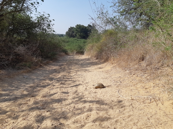 צב-יבשה מצוי  צולם על ידי סיון מרדוק 