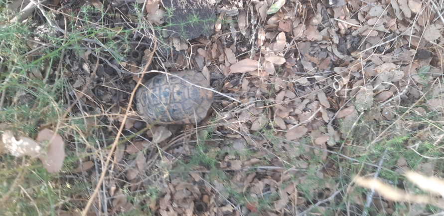 Testudo graeca  photographed by ברק ברכיאל  