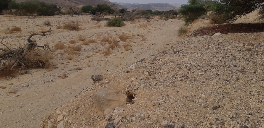 Dabb Lizard  photographed by אברהם לינקולן 