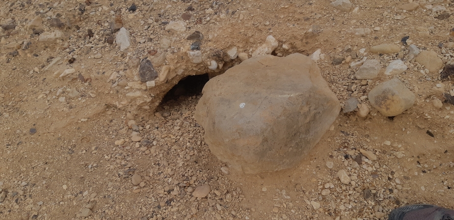 Dabb Lizard  photographed by אברהם לינקולן 