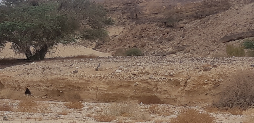 Dabb Lizard  photographed by אברהם לינקולן 