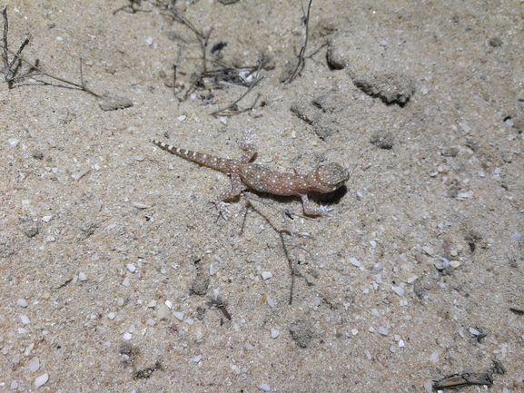 Stenodactylus sthenodactylus sthenodactylus  photographed by בעז שחם 