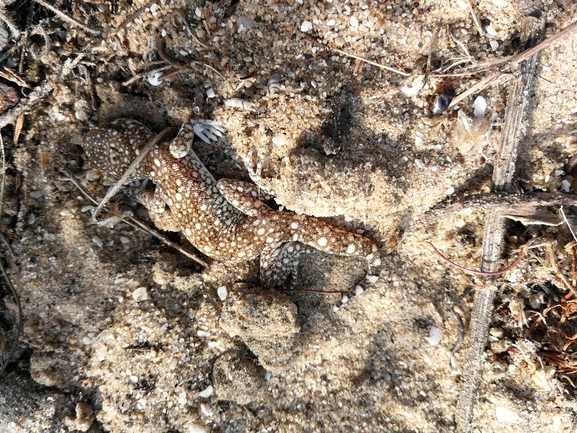 Stenodactylus sthenodactylus sthenodactylus  photographed by בעז שחם 