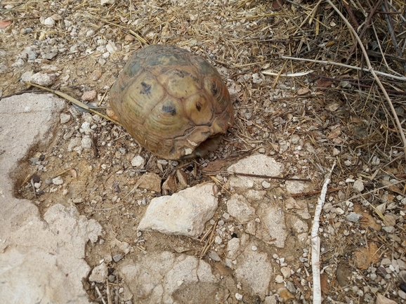 Testudo graeca  photographed by לביא הרטוב 