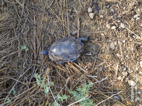 Mauremys caspica rivulata  photographed by חנוך כחלון 