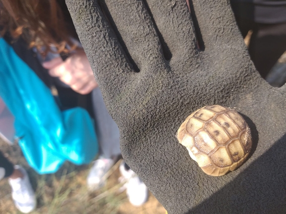 Testudo graeca  photographed by סיון מרדוק 